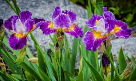 Ирис "Howard Weed"