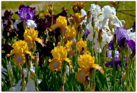 Ирис апрельский