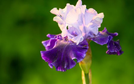 Ирис лепестки