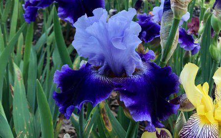 Ирис бородавчатый