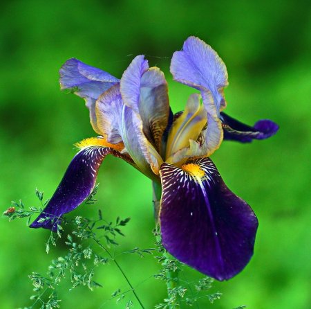 Ирис обыкновенный синий