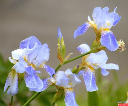 Ирис соцветие