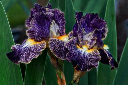 Ирис-лилейник желто-фиолетовые