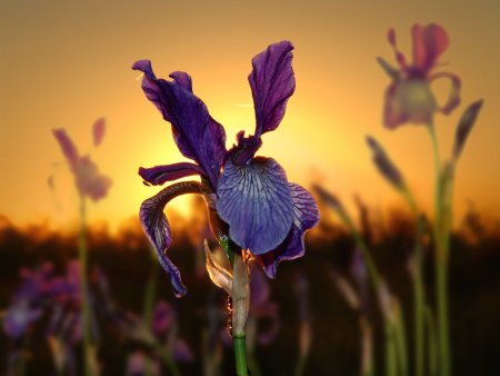 Ирис Анатолий Иргл