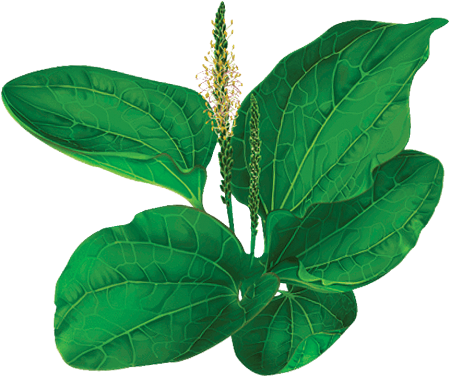 Подорожник обыкновенный