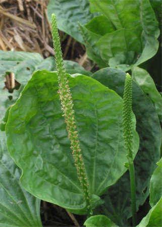 Подорожник большой