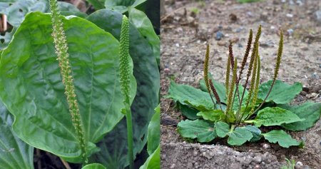 Plantago Major