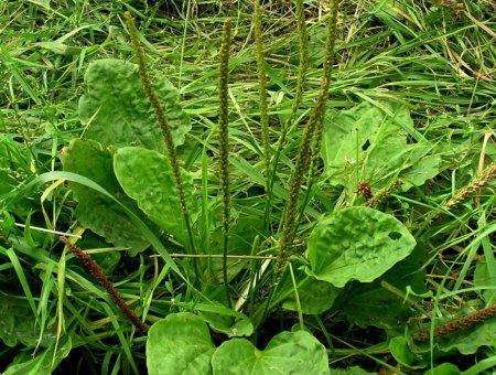 Подорожник полевой