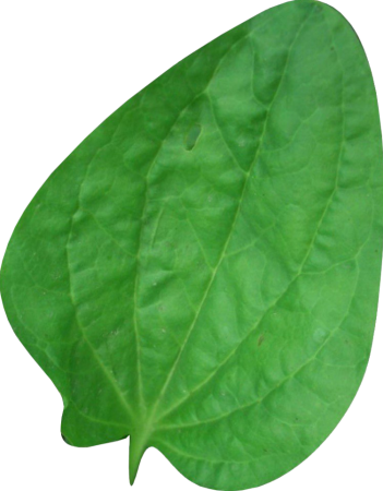 Подорожник листок