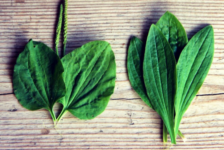 Подорожник широколистный