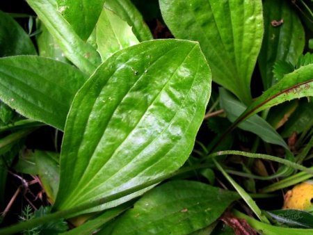 Подорожник растение