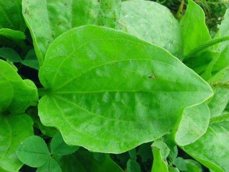 Подорожник широколистный