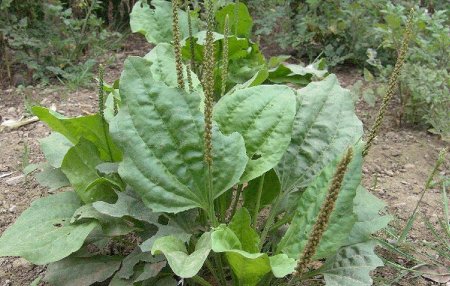 Подорожник про траву подорожника