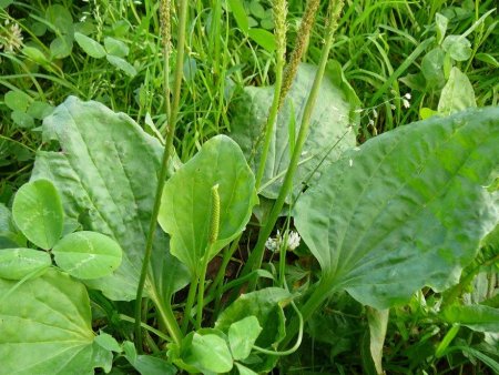 Подорожник обыкновенный