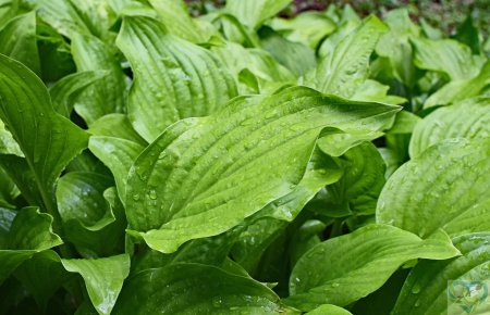 Хоста Раффед ап