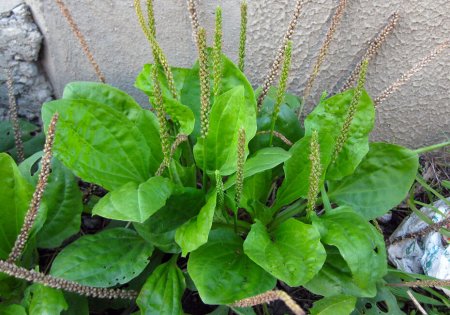 Plantago Major