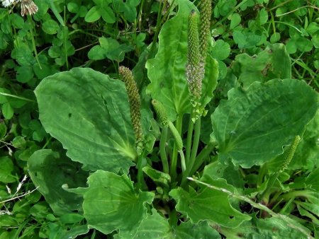 Подорожник яйцевидный