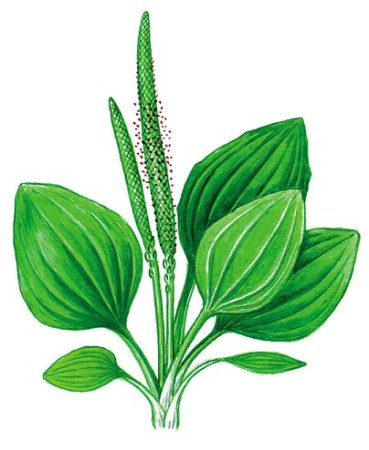 Подорожник большой группа растений