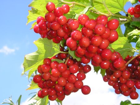 Калина (Viburnum)