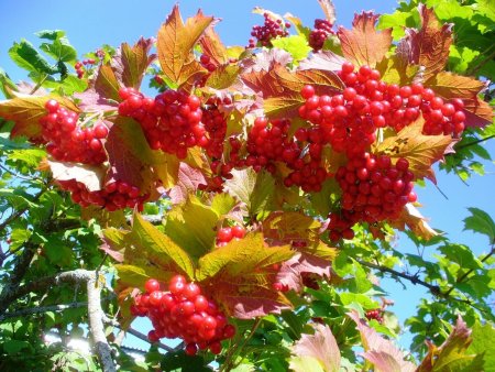Калина куст