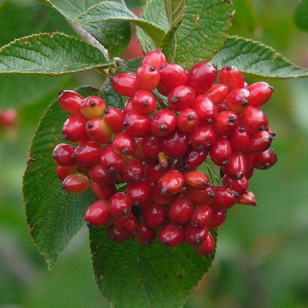 Калина гордовина Viburnum Lantana