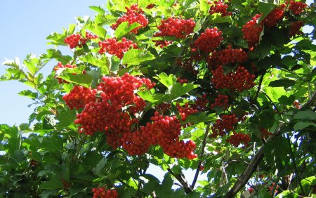 Калина обыкновенная куст
