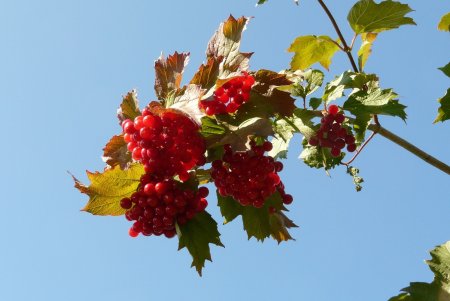 А рябина красная а Калина красная