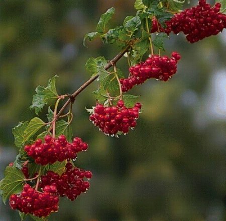 Калина куст с ягодами