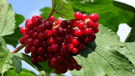 Калина красная (обыкновенная) красная гроздь