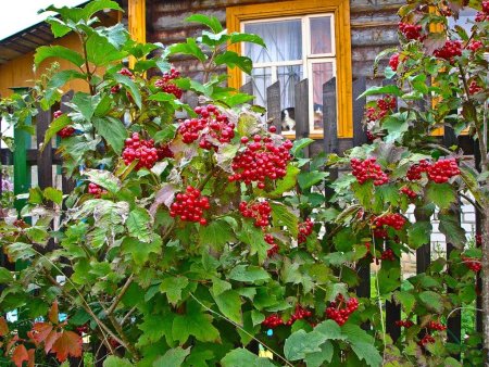 Калина красная куст