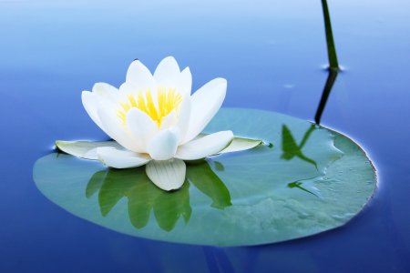 Водяная Лилия кувшинка