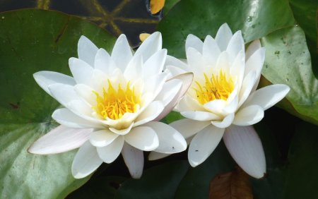 Водяная Лилия/Nymphaea