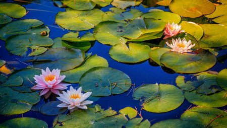 Прудик Аптекарский кувшинки