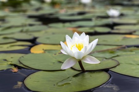 Кувшинка белая водяная