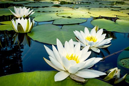 Водяная Лилия кувшинка