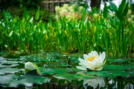 Кувшинки на воде