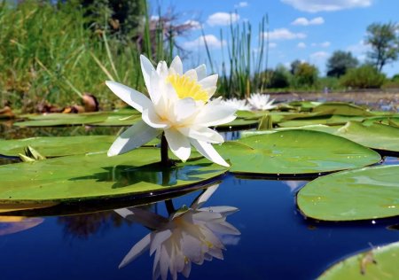 Кувшинка белая водяная водная
