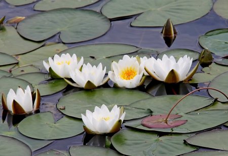 Нимфея Болотная