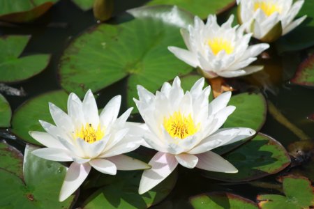 Nymphaea Lotus кувшинка