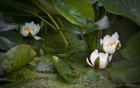 Кувшинка Болотная