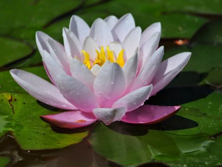 Кувшинки Лотос цветы лотоса