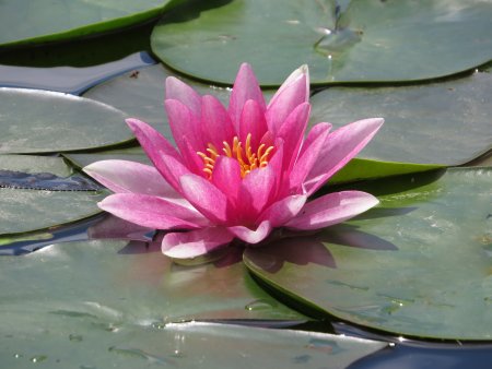 Лотос кувшинка