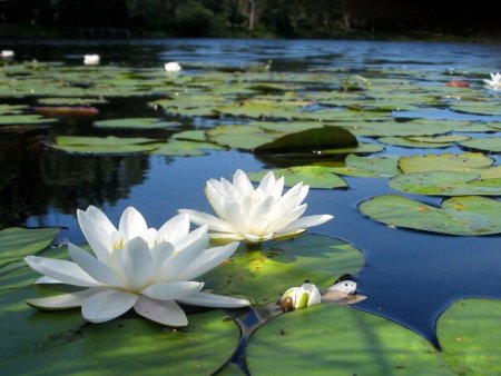 Кувшинка белая Лотос белый