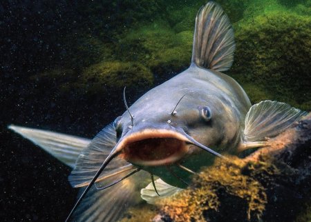 Рыба сомик Речной