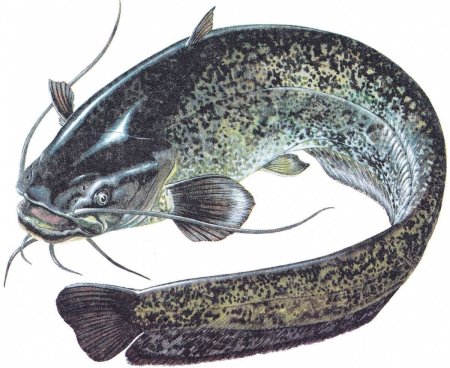 Обыкнове́нный сом Silurus GLANIS)