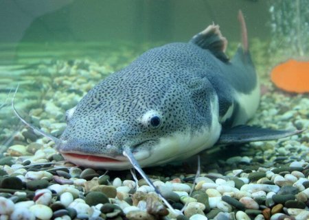 Рыба сом - сомики.