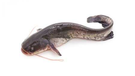 Клариевый сом PNG