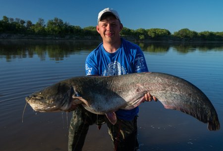 Речные рыбы сом