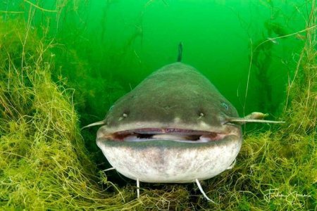Сом Silurus GLANIS