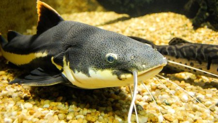 Рыба сомик Речной